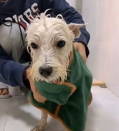 Fast-Drying Pet Bathrobe – Absorbent Microfiber Towel